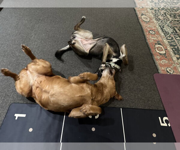 Medium Photo #7 Mutt Puppy For Sale in Wakefield, RI, USA