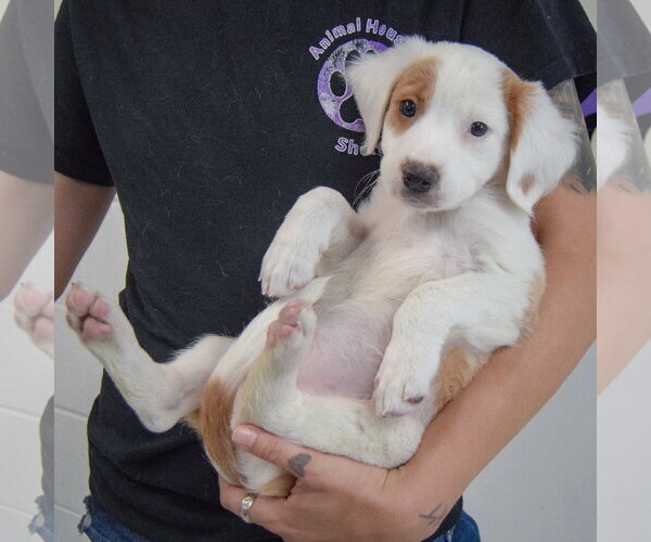 Medium Photo #5 Colonial Cocker Spaniel-English Setter Mix Puppy For Sale in Huntley, IL, USA