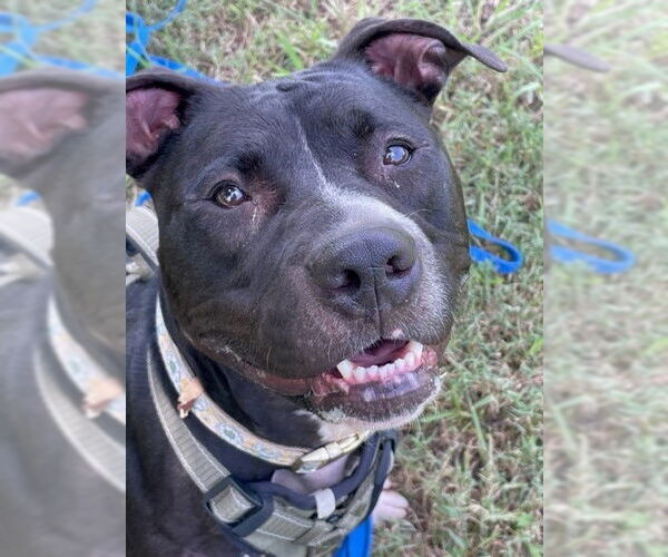 Medium Photo #9 American Pit Bull Terrier-Unknown Mix Puppy For Sale in Virginia Beach, VA, USA