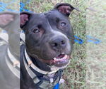 Small #8 American Pit Bull Terrier Mix