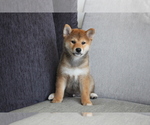 Small Photo #5 Shiba Inu Puppy For Sale in HOUSTON, TX, USA