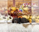 Small #7 Dachshund