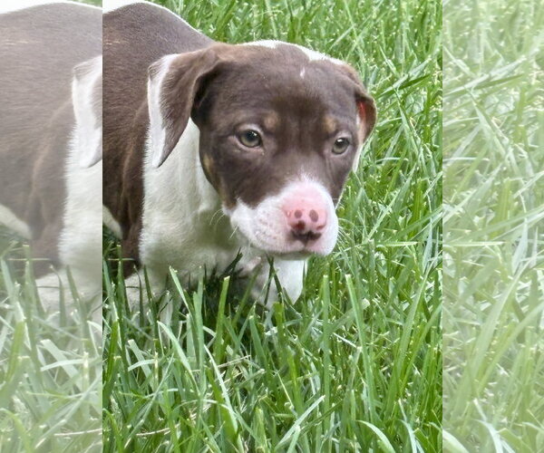 Medium Photo #1 Mutt Puppy For Sale in Hillsboro, MO, USA