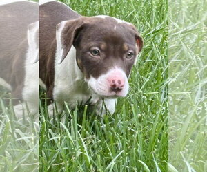 Mutt Dogs for adoption in Hillsboro, MO, USA