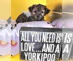 Puppy 1 YorkiePoo