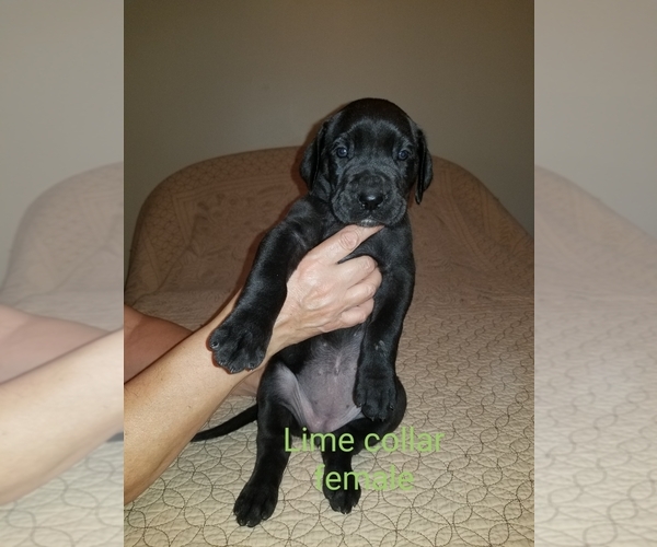Medium Photo #8 Great Dane Puppy For Sale in MOUNT GILEAD, OH, USA