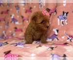 Small #5 Cavapoo