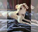 Small #12 Mutt