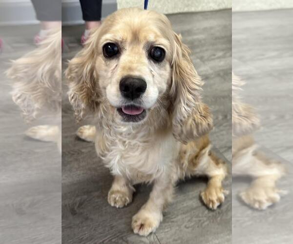 Medium Photo #7 Cocker Spaniel Puppy For Sale in Westminster, MD, USA