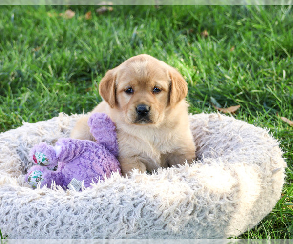 Medium Photo #2 Golden Labrador Puppy For Sale in SYRACUSE, IN, USA