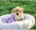 Bridget - Female Golden Labrador Puppy for Sale - Photo #2
