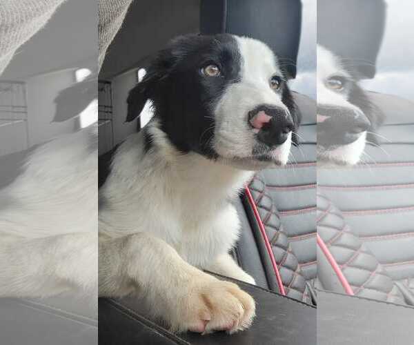 Medium Photo #10 Border Collie Puppy For Sale in Highland, IL, USA