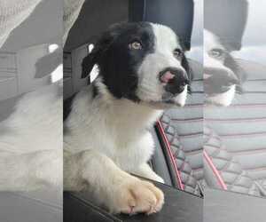 Nimbus - Male Border Collie Dog for Adoption - Photo #10