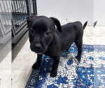 Small #1 Labrador Retriever Mix