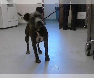 American Pit Bull Terrier Dogs for adoption in Fayetteville, NC, USA