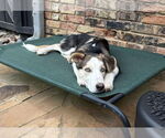 Small Photo #10 Huskies -Unknown Mix Puppy For Sale in Boonton, NJ, USA