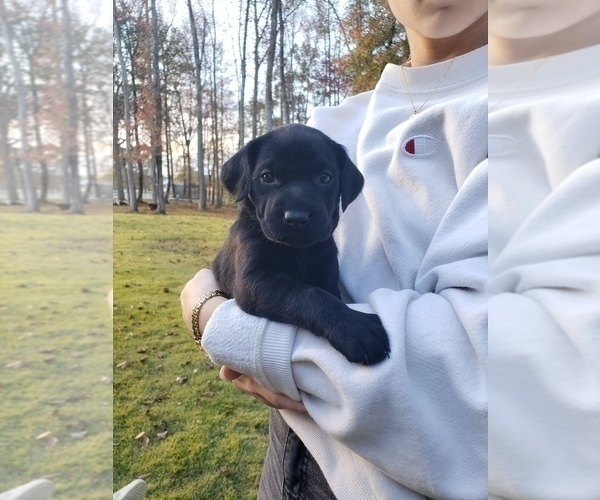 Medium Photo #24 Labrador Retriever Puppy For Sale in FAYETTEVILLE, GA, USA