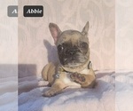Small Photo #14 French Bulldog Puppy For Sale in POMEROY, OH, USA