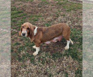 Mother of the Basset Hound puppies born on 12/27/2022