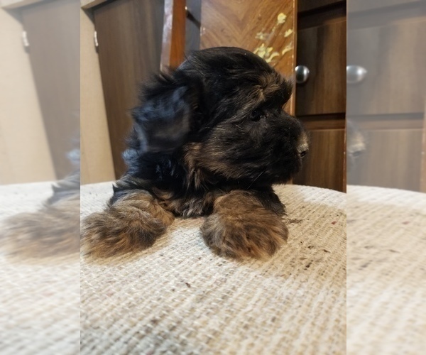 Medium Photo #2 Morkie Puppy For Sale in MCMINNVILLE, TN, USA