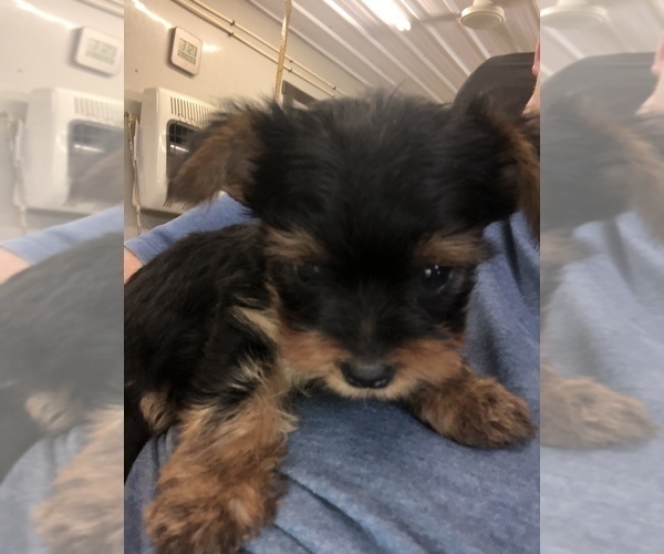 Medium Photo #1 Yorkshire Terrier Puppy For Sale in TIPPECANOE, IN, USA