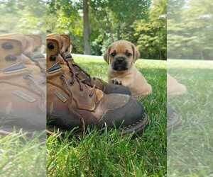 Puggle Puppy for sale in WYTHEVILLE, VA, USA