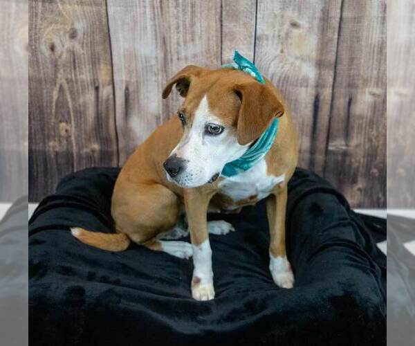 Medium Photo #4 Mutt Puppy For Sale in Kennesaw, GA, USA