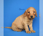 Small Photo #4 Goldendoodle (Miniature) Puppy For Sale in NEW PARIS, IN, USA