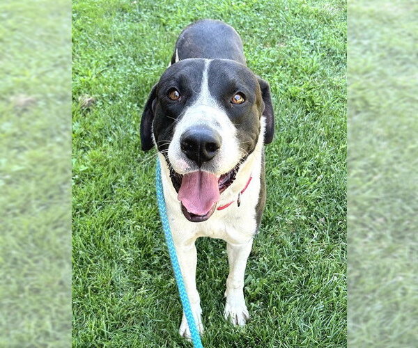 Medium Photo #1 Anatolian Shepherd-Great Dane Mix Puppy For Sale in Sacramento, CA, USA
