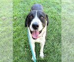 Small Anatolian Shepherd-Great Dane Mix