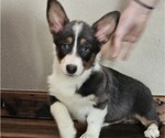 Small Pembroke Welsh Corgi
