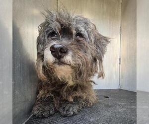 Mutt Dogs for adoption in San Antonio, TX, USA