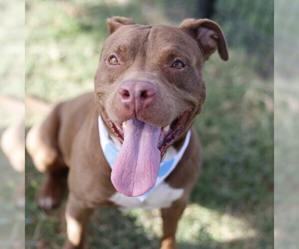Medium Photo #1 American Staffordshire Terrier-Unknown Mix Puppy For Sale in San Antonio, TX, USA