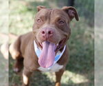 Small American Staffordshire Terrier Mix