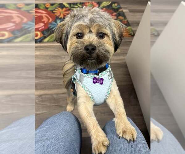 Medium Photo #2 ShiChi Puppy For Sale in Lee's Summit, MO, USA