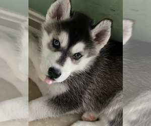 Siberian Husky Puppy for sale in BARDSTOWN, KY, USA