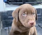 Small #8 Labrador Retriever