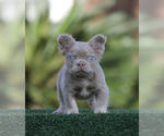 Small #1 French Bulldog