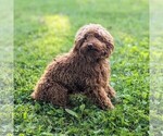 Small Photo #1 Cock-A-Poo-Poodle (Miniature) Mix Puppy For Sale in SALEM, MO, USA
