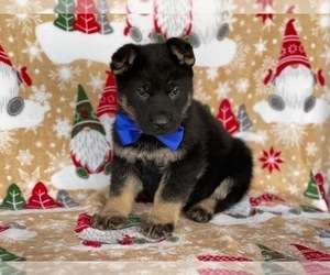 German Shepherd Dog Puppy for sale in LANCASTER, PA, USA