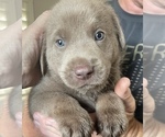 Small Photo #6 Labrador Retriever Puppy For Sale in QUEEN CREEK, AZ, USA
