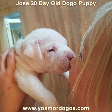 Medium Photo #215 Dogo Argentino Puppy For Sale in JANE, MO, USA