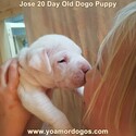 Small Photo #215 Dogo Argentino Puppy For Sale in JANE, MO, USA