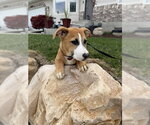 Small #4 American Pit Bull Terrier Mix