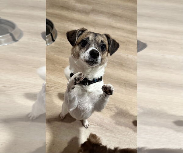 Medium Photo #6 Jack Russell Terrier-Spaniel Mix Puppy For Sale in Chester, NJ, USA