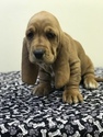 Small Photo #7 Basset Hound Puppy For Sale in DARLINGTON, MD, USA