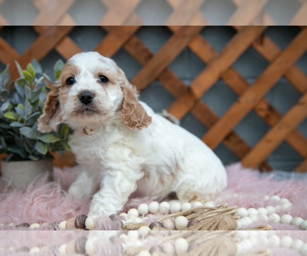 Medium Photo #4 Cock-A-Poo Puppy For Sale in MILLERSBURG, OH, USA