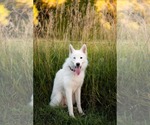 Small #27 Huskies  Mix