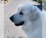 Small Great Pyrenees