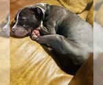 Small Photo #13 American Pit Bull Terrier-Unknown Mix Puppy For Sale in Princeton, MN, USA